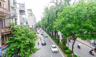 Hình ảnh hàng cây xà cừ hàng trăm tuổi tạo bóng mát trên đường Láng