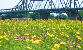 Lạc giữa cánh đồng hoa cúc vàng tuyệt đẹp dưới chân cầu Long Biên
