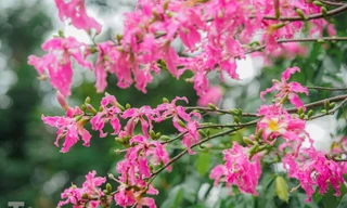 Ngắm vẻ rực rỡ đến mê mẩn lòng người của hoa mỹ nhân giữa lòng Hà Nội