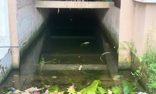 Biệt thự bất ngờ thành 'bể cá'