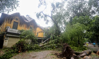 Hàng loạt cây 'trăm tuổi' trên những con đường đẹp nhất Thủ đô bật gốc do bão số 3 gây tiếc nuối