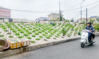 Trên đê Nguyễn Khoái, chỗ trồng rau phủ xanh, chỗ ngập rác ô nhiễm