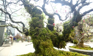 Đào cổ phủ đầy rêu từ gốc đến ngọn giá bạc triệu xuống phố Hà Nội