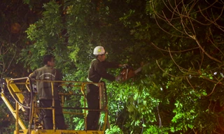 Xuyên đêm cắt tỉa hàng cây xà cừ trăm tuổi trên đường Láng