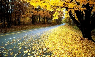 Bức tranh thu lãng mạn ở xứ bạch dương