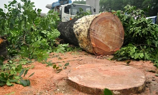 Nhiều cây xanh ở Hà Nội bị đốn hạ, di chuyển. 