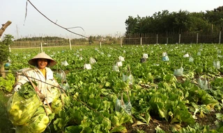 Bác Đinh Thị Hoa bên ruộng rau để thối vì giá rẻ như bèo. Ảnh: Đỗ Hợp