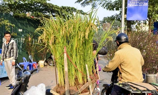 Không chỉ có ở trong Nam, những năm gần đây, tại miền Bắc nhiều người chọn cây lúa làm loại cây cảnh chơi Tết.