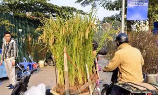 Không chỉ có ở trong Nam, những năm gần đây, tại miền Bắc nhiều người chọn cây lúa làm loại cây cảnh chơi Tết.