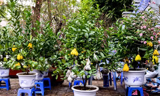 Theo người bán hàng, những cây phật thủ mini này có nguồn gốc từ Đắc Sở (Hoài Đức, Hà Nội).