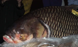 Cá hô khủng gần 100 kg về Thủ đô