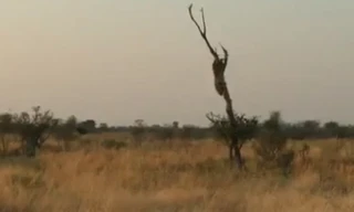 Báo dữ phi thân từ trên cây, tấn công đoàn làm phim