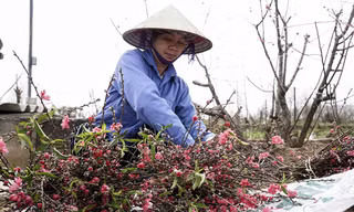 Những bó đào Nhật Tân theo chân người dân xuống phố trong dịp Rằm tháng Giêng.