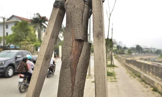 Hà Nội có thêm tuyến đường cây xanh chết khô, trơ trụi lá