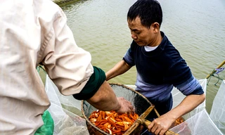 Với người dân miền Bắc, cá chép đỏ là vật không thể thiếu trong lễ cúng ông Công, ông Táo (ngày 23 tháng Chạp âm lịch). 