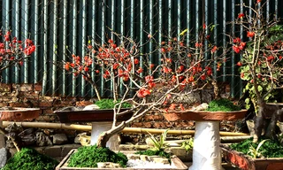 Năm nay, tại một số chợ hoa có khá ít người buôn bán loại mai đỏ Trung Quốc này.