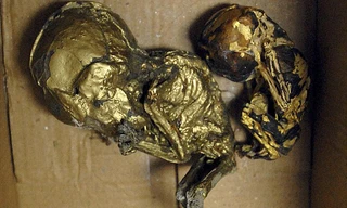 Rùng rợn thai nhi bị sấy khô, dát vàng
