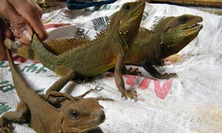 Kỳ tôm bị sập bẫy