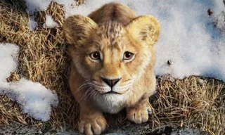 Tiền truyện ‘Vua sư tử’ gây hụt hẫng