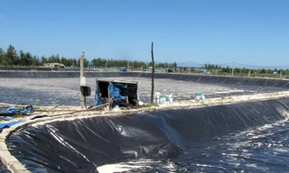 Mỗi hécta ao nuôi tôm chân trắng hiện có giá trị đầu tư hạ tầng xấp xỉ 1 tỷ đồng. Ảnh: Ngọc Văn