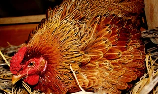 Con kiện bố vì làm vỡ 18 quả trứng gà