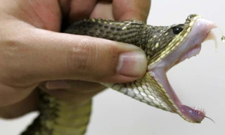 Một con rắn jararaca với đôi răng nanh đầy độc 