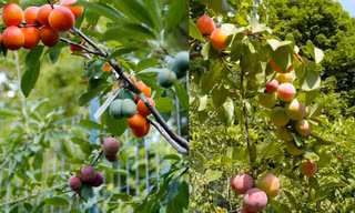 Cây ra 40 loại quả của nghệ nhân Sam Van Aken