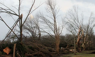 Cây đổ do lốc xoáy ở Mississippi