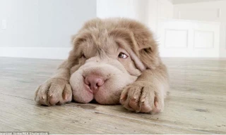 Chú cún Tonkey có mặt giống gấu cực đáng yêu