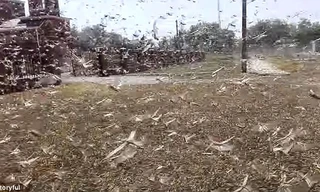 Nga đối mặt với "giặc" châu chấu khủng khiếp nhất nhiều thập kỉ qua