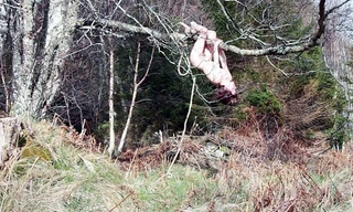 Hilde Krohn Huse vào rừng, khỏa thân để quay video phục vụ nghệ thuật