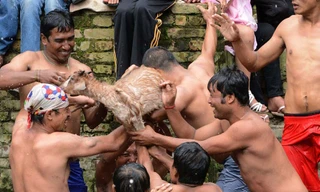 Chín thanh niên trai tráng vây quanh xé nát con dê còn sống trong lễ hội