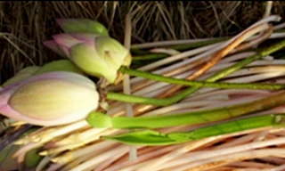 10 bài thuốc bổ thận, tráng dương