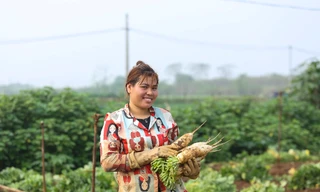Củ cải trắng được mùa, nông dân phấn khởi ra đồng thu hoạch hàng tấn mỗi ngày