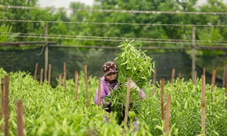 Người dân thu hàng trăm triệu đồng ở thủ phủ hoa loa kèn
