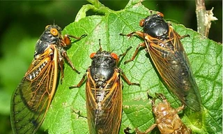 Thuốc từ ve sầu chữa trẻ khóc đêm