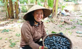 Đặc sản Hà Tĩnh vào mùa, hái đến đâu bán hết tới đó, người dân thu tiền triệu