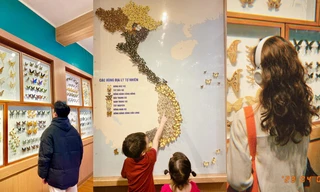 Bảo tàng Thiên nhiên Việt Nam: Chill miễn phí, khu tiêu bản bươm bướm đẹp đỉnh