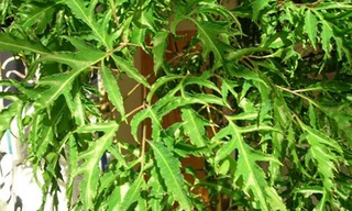 Bỏ tiền triệu mua một gốc đinh lăng