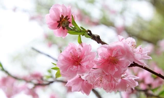 Hoa đào tượng trưng cho thuần khiết, bất tử, ngừa ung thư, tiểu đường tăng miễn dịch…