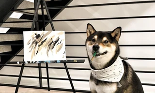 Chó “họa sĩ” nổi tiếng vẽ gần 300 bức tranh bán thu về hơn 400 triệu đồng