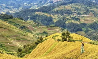 Mùa vàng Mù Cang Chải – Nơi giới trẻ thích xê dịch, mê “check-in” không thể bỏ lỡ
