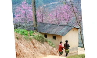 Mùa xuân về trên Mù Cang Chải