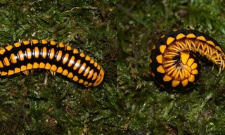 Cơ chế tự vệ của cuốn chiếu Apheloria Polychroma.