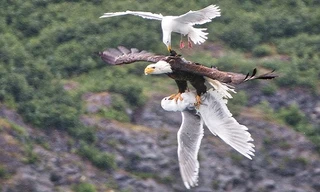 Một con mòng biển cố gắng mổ vào cổ đại bàng. Ảnh: David Canales.