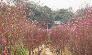 Người dân thở phào vì đào Nhật Tân nở rộ trong giá lạnh