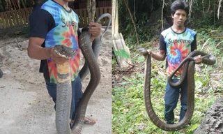 Bắt được rắn hổ mang chúa siêu khủng ở Thái Lan.