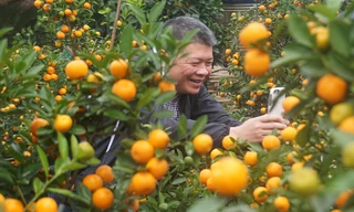 Quất thế ‘long phụng’ chơi Tết giá 40 triệu đồng ở Hà Nội