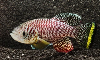 Loài cá trưởng thành đến tuổi sinh sản chỉ trong hai tuần