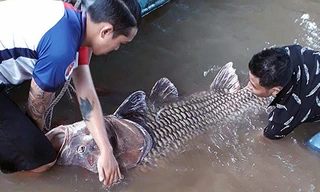 Cá hô khi được kéo vào bờ vẫn còn sống. Ảnh: Vĩnh Hưng.